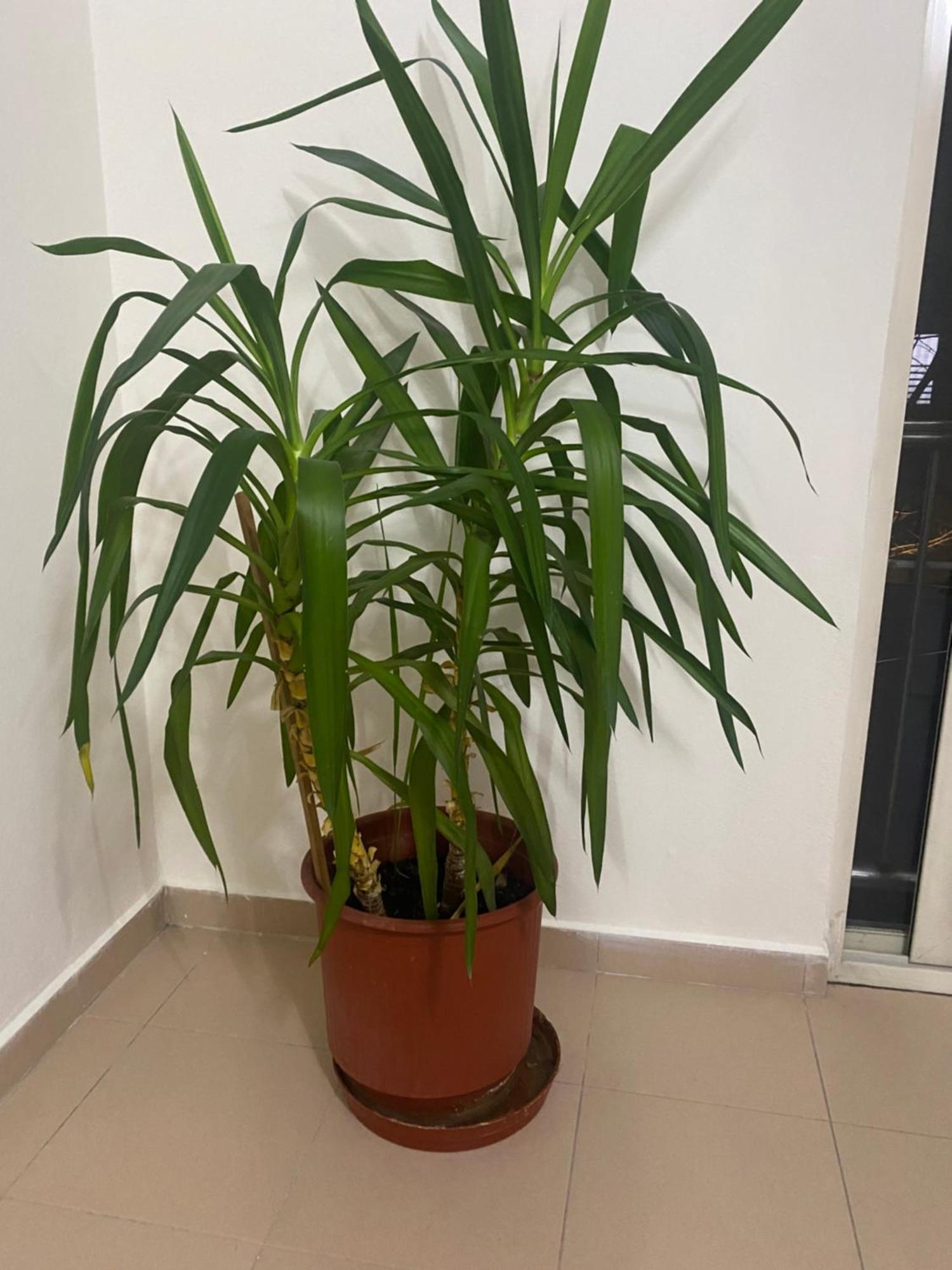 Chlo Apartment 4 Tirane מראה חיצוני תמונה